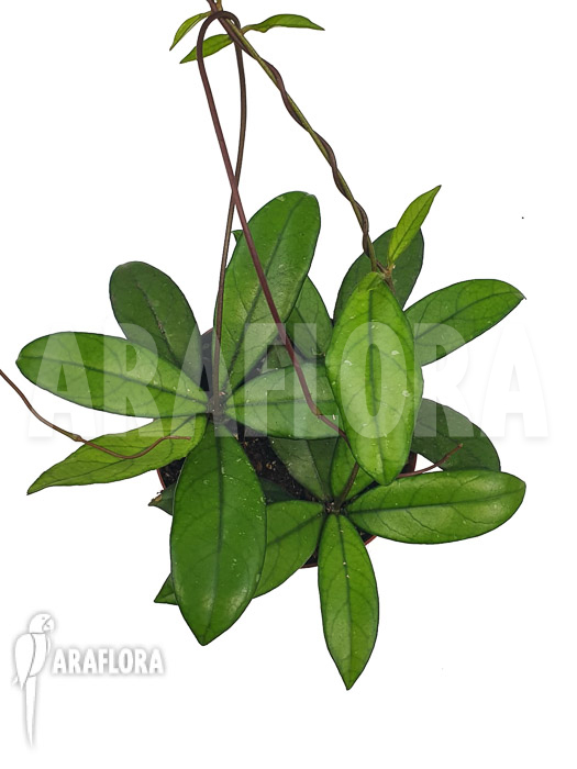 Hoya crassipetiolata ‘Starter’