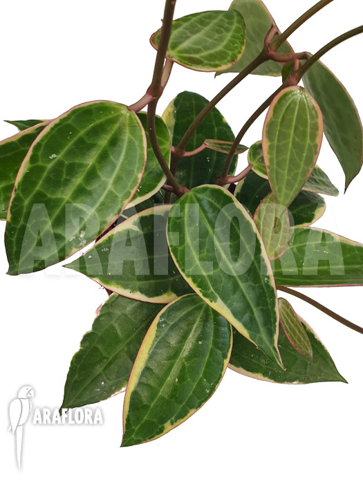 Hoya macrophylla ‘albomarginata’ ‘Starter’