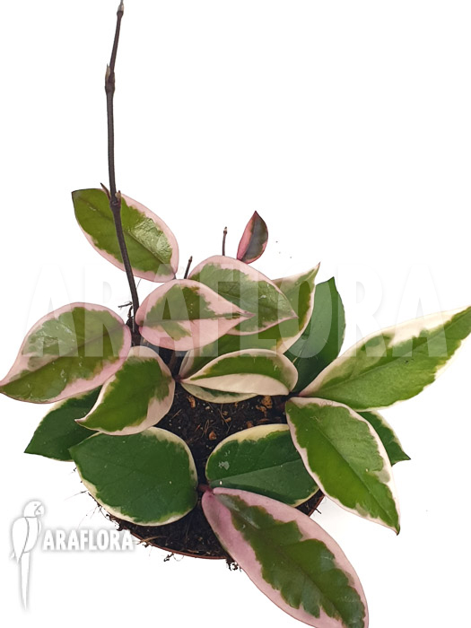 Hoya sp Flamingo dream ‘Starter’