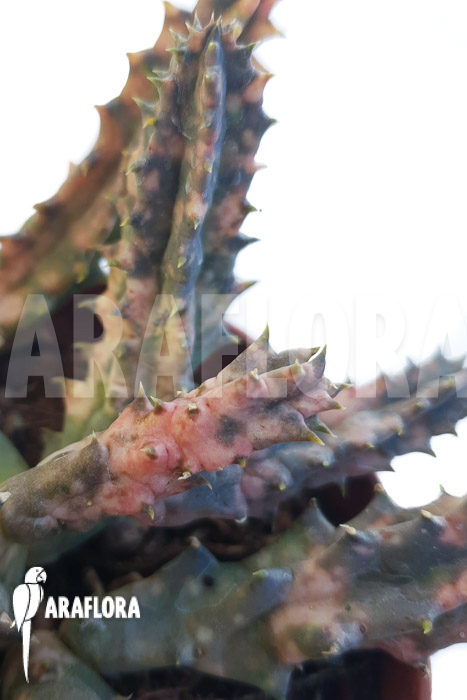 Huernia zebrina ‘pink’