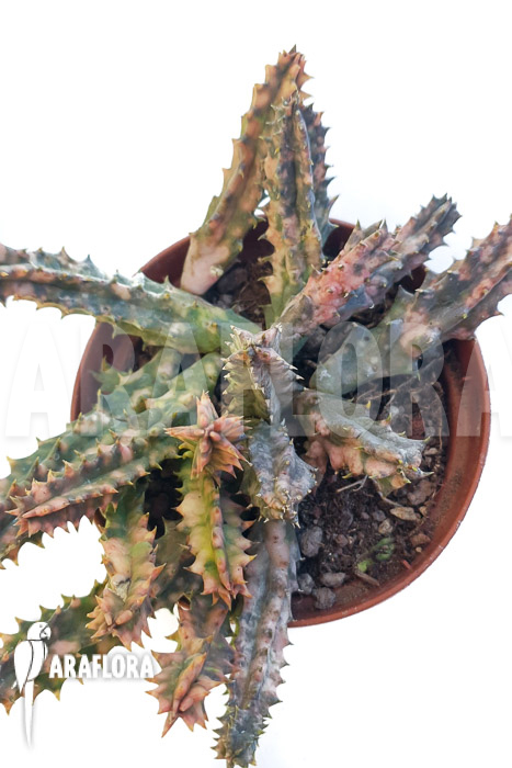 Huernia zebrina ‘pink’