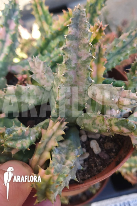 Huernia zebrina ‘white’