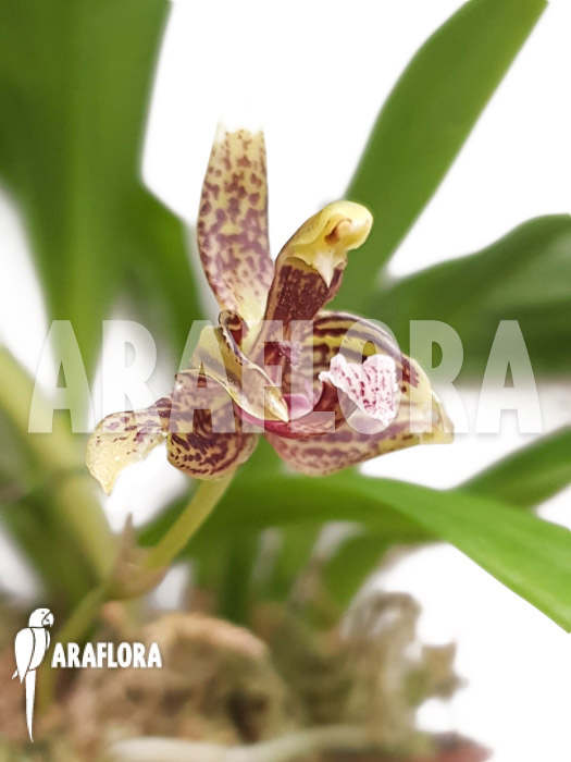 Kefersteinia parvilabris