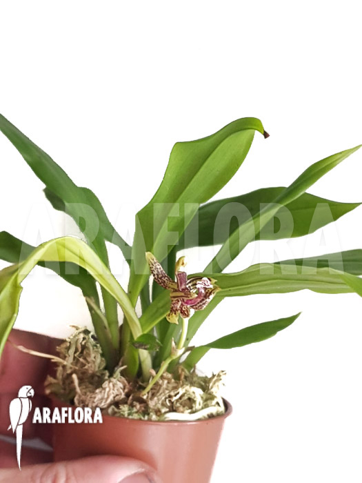 Kefersteinia parvilabris