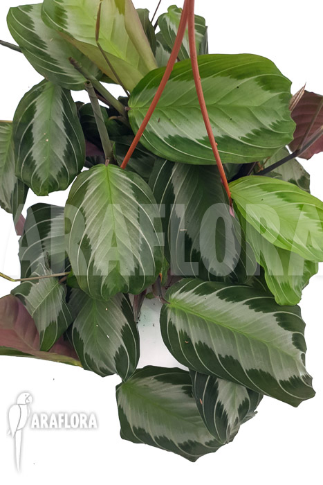 Marantha ‘silverband’