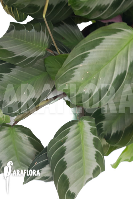 Marantha ‘silverband’