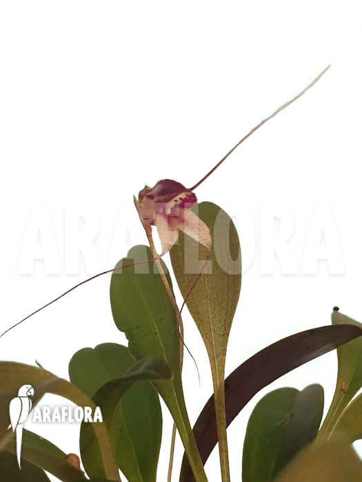 Masdevallia nidifica ‘Red Yellow’