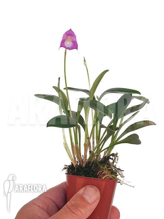 Masdevallia uniflora