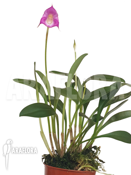 Masdevallia uniflora