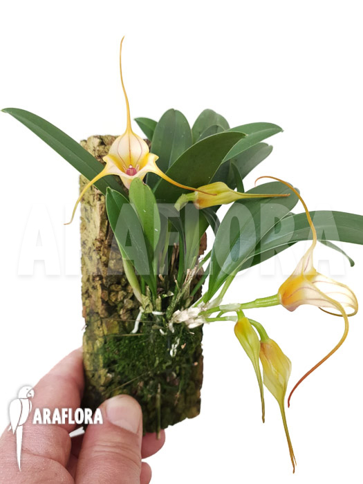 Masdevallia unknown