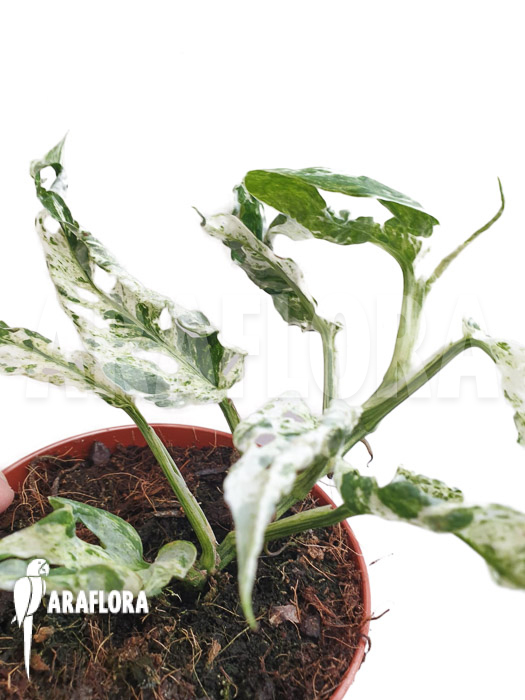 Monstera ‘Frozen freckles’