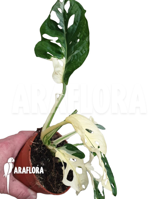 Monstera obliqua ‘Leichtlinii’ Mint Type 1