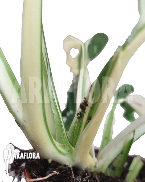 Monstera obliqua ‘Leichtlinii’ Mint Type 1