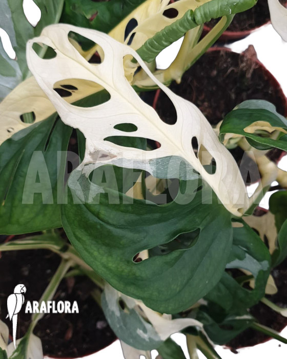 Monstera obliqua ‘Leichtlinii’ Mint Type 2