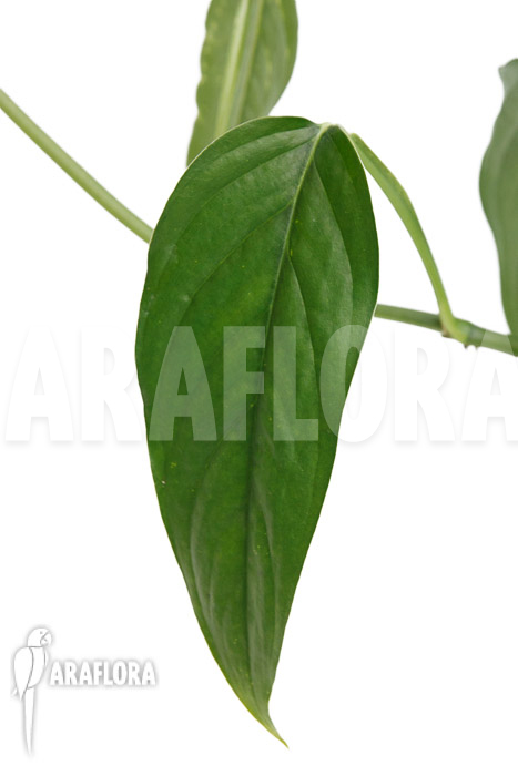 Monstera obliqua Surinam