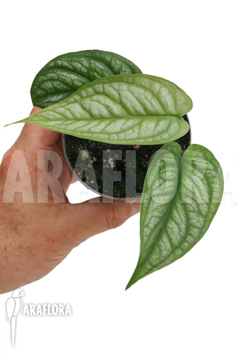 Monstera siltepecana El Salvador