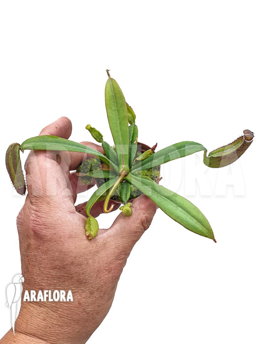 Nepenthes albo-marginata ‘Starter’