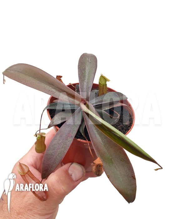 Nepenthes bellii