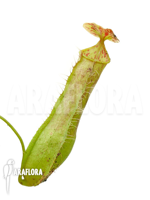 Nepenthes gracilis ‘Starter’