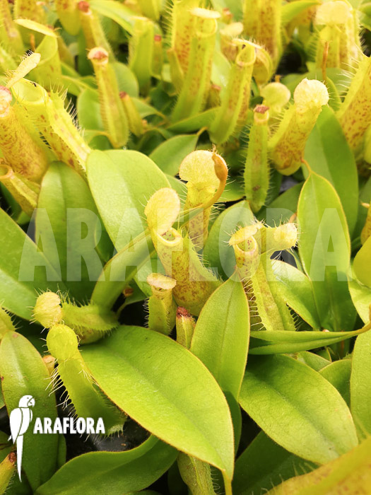 Nepenthes hispida ‘Starter’