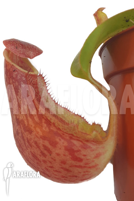 Nepenthes veitchii ‘S’