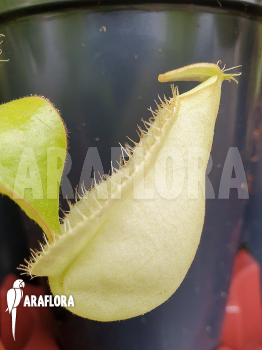 Nepenthes x hookeriana ‘yellow’