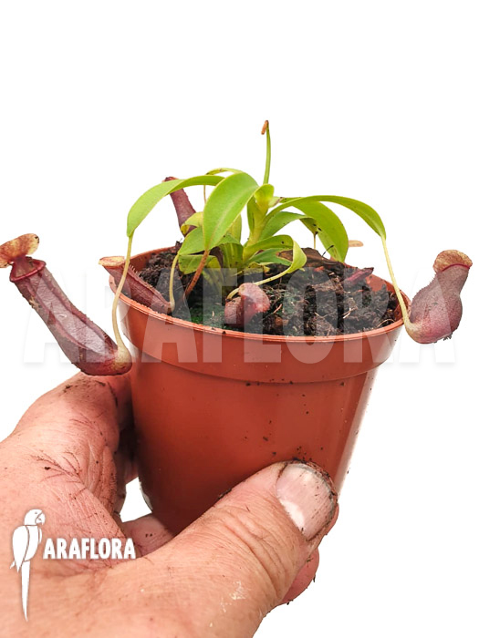 Nepenthes x singalana x ventricosa ‘Starter’