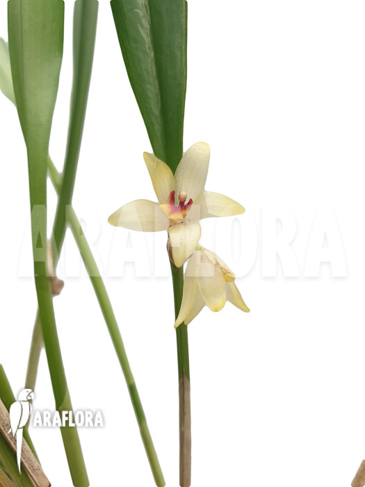 Octomeria grandiflora