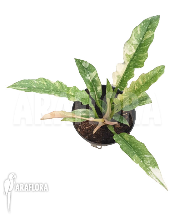Philodendron ‘Ring of Fire’ variegata