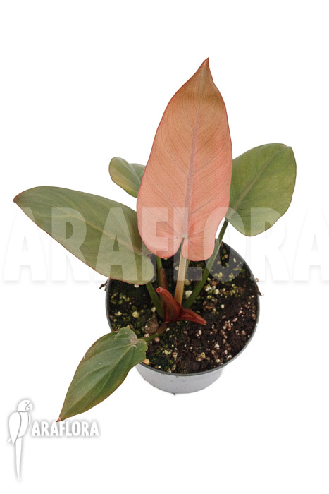 Philodendron ‘Summer Glory’