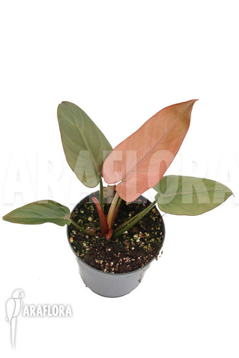 Philodendron ‘Summer Glory’