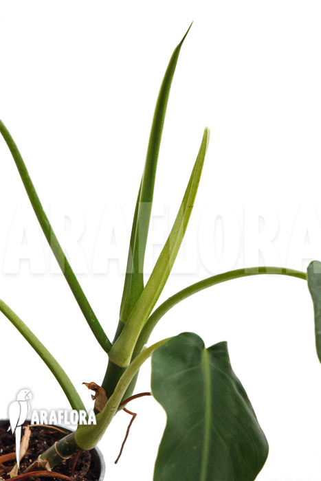 Philodendron brenesii