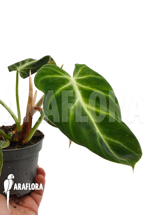 Philodendron luxurians