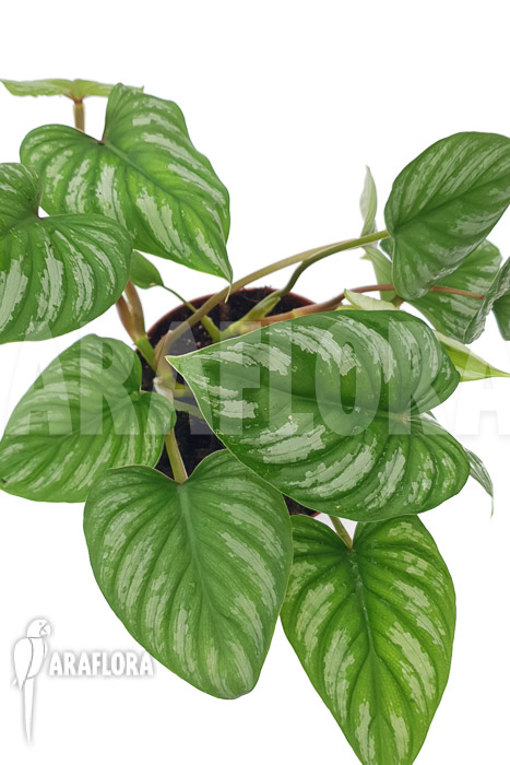Philodendron mamei ‘L’
