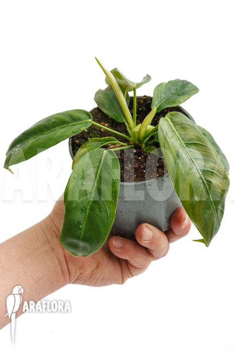 Philodendron patriciae