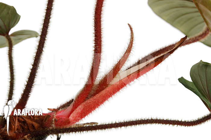 Philodendron squamicaule ‘Red’