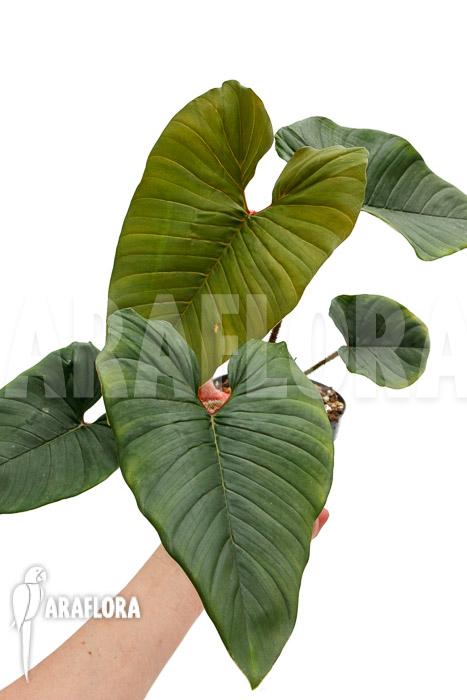 Philodendron squamicaule ‘Red’