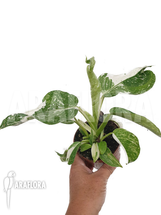 Philodendron x ‘Jose-Buono’