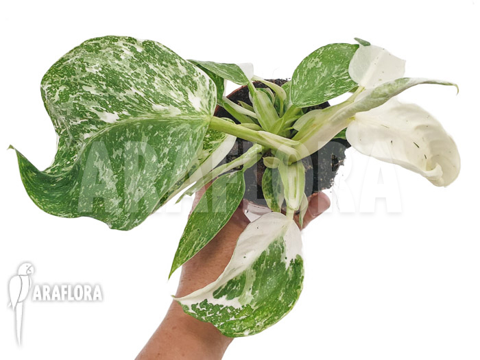 Philodendron x ‘Jose-Buono’