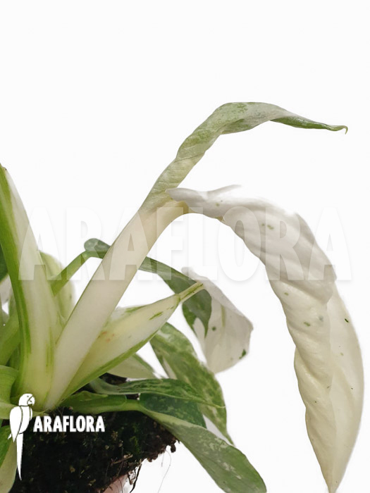 Philodendron x ‘Jose-Buono’