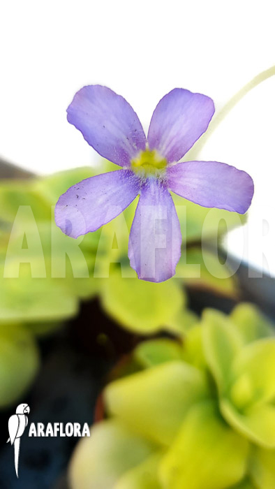 Pinguicula gigantea B