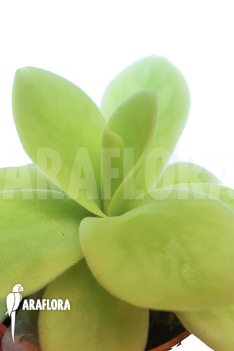 Pinguicula gigantea B