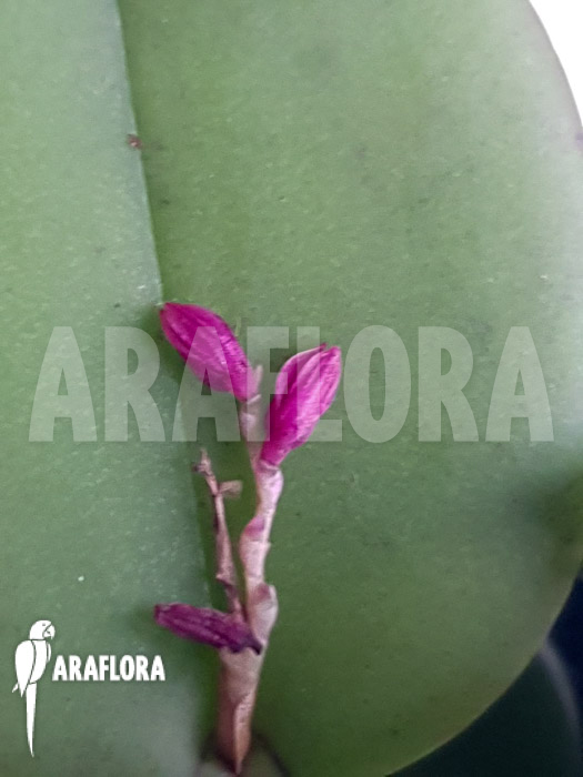 Pleurothallis truncata