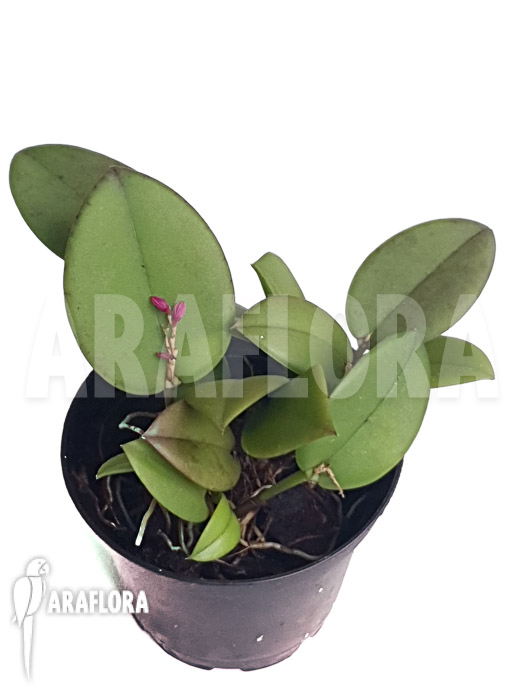 Pleurothallis truncata