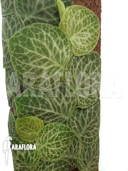 Rhaphidophora cryptantha ‘S’