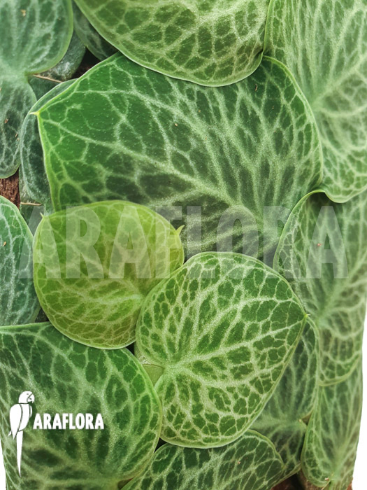 Rhaphidophora cryptantha ‘S’