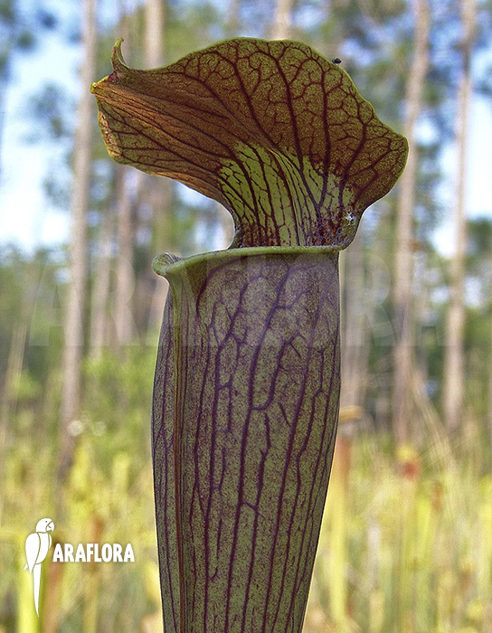 Sarracenia alata ‘950013’