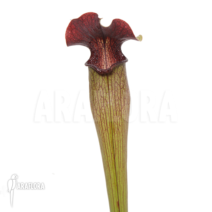 Sarracenia alata ‘M’