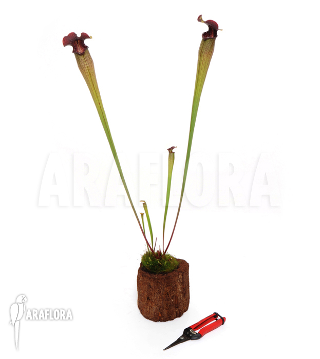 Sarracenia alata ‘M’