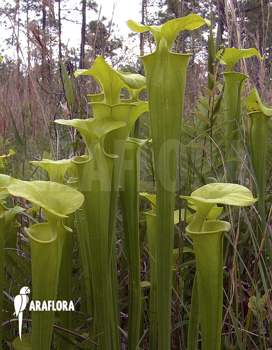 Sarracenia flava var. maxima ‘050022’